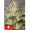 MEDICAL SEEDS - OG KUSH CBD - 5 SEEDS