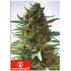 MEDICAL SEEDS - OVER DAWG - 5 SEEDS