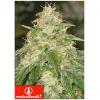 MEDICAL SEEDS - SOME SWEET - 3 SEEDS