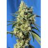 SWEET SEEDS - SWEET AMNESIA HAZE XL AUTO - BULK 100 SEMI 