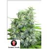 SERIOUS SEEDS - KALIBUBBA - 3 SEEDS