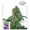 SUPER SATIVA SEED CLUB - KAREL'S HERER HAZE - REGOLARE -  12 SEMI