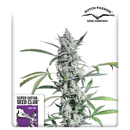SUPER SATIVA SEED CLUB - FAT PETE'S COOKIES AUTO -  8 SEMI