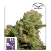 SUPER SATIVA SEED CLUB - AUTO BRUCE LEMON DIESEL -  8 SEMI