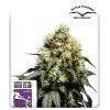SUPER SATIVA SEED CLUB - BRUCE LEMON DIESEL -  8 SEMI