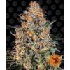 BARNEY'S FARM - BUBBA KUSH FEM - 1 SEME