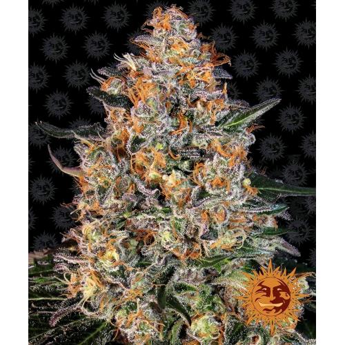 BARNEY'S FARM - BUBBA KUSH FEM - 10 SEMI