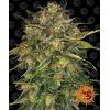 BARNEY'S FARM - CHEESE FEM - 10 SEMI
