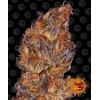 BARNEY'S FARM -  RUNTZ AUTO - 5 SEEDS