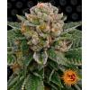 BARNEY'S FARM - SKYWALKER OG AUTO - 5 SEMI