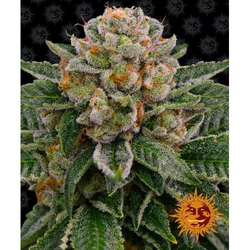 BARNEY'S FARM - SKYWALKER OG AUTO - 10 SEMI