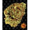 BARNEY'S FARM -  WATERMELON ZKITTLEZ AUTO - 1 SEED