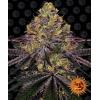 BARNEY'S FARM - WATERMELON ZKITTLEZ FEMM - 1 SEED