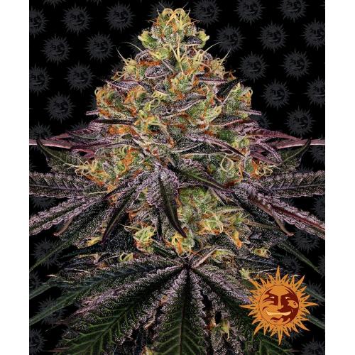 BARNEY'S FARM - WATERMELON ZKITTLEZ FEMM - 1 SEED