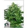 SENSI SEEDS - SENSI AMNESIA - 1 SEED
