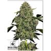 WHITE LABEL - O.G. KUSH AUTO - 1 SEME