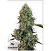 WHITE LABEL - O.G. KUSH FEM - 1 SEME