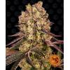 BARNEY'S FARM - RUNTZ MUFFIN FEM - 5 SEEDS