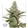 DUTCH PASSION - AMSTERDAM AMNESIA FEM - 10 SEMI