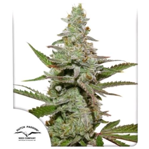 DUTCH PASSION - AMSTERDAM AMNESIA FEM - 5 SEMI