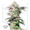 DUTCH PASSION - SKYWALKER HAZE FEM - 10 SEMI