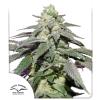 DUTCH PASSION - SKYWALKER HAZE AUTO - 3 SEEDS