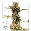 DUTCH PASSION - CBG FORCE AUTO - 1 SEME
