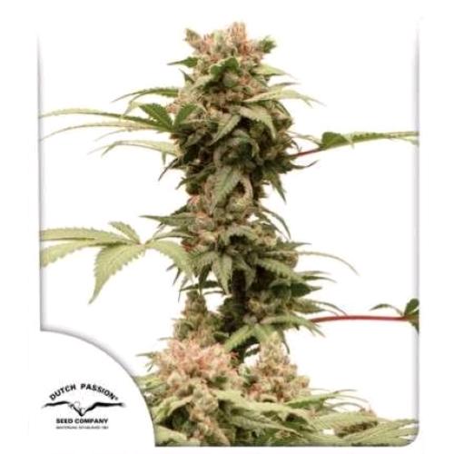 DUTCH PASSION - AUTO CBG FORCE - 3 SEEDS
