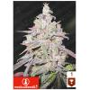 MEDICAL SEEDS - MENDOCINO CHANEL KUSH - 3 SEMI