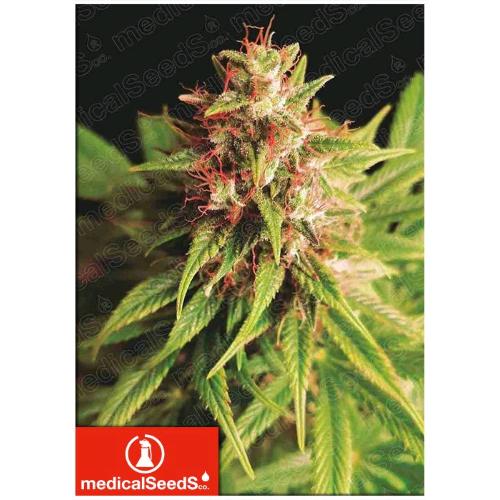 MEDICAL SEEDS - RED CROSS CBD - 5 SEMI