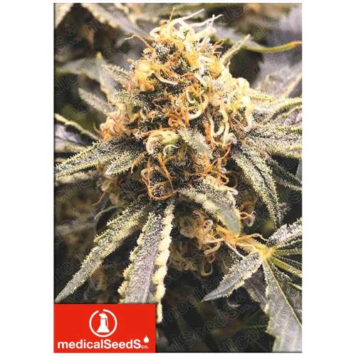 MEDICAL SEEDS - RECOVERY CBD - 5 SEEDS