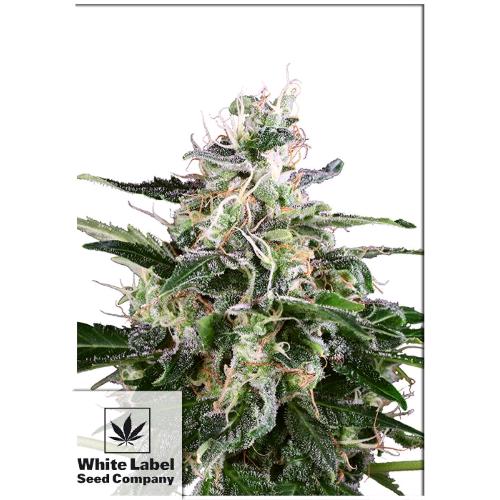 WHITE LABEL - WHITE SKUNK AUTOMATIC - 5 SEEDS