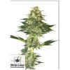 WHITE LABEL - BANANA KUSH FEM - 10 SEMI