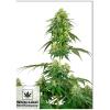 WHITE LABEL - STRAWBERRY KUSH FEM - 3 SEEDS