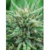 ENECTA - ENECTAROL (CBG) FEM - 25 SEEDS