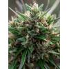 ENECTA - ENECTALIANA (CBD SEEDS) FEM - 1500 SEEDS WITH CERTIFICATE