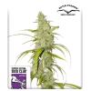 SUPER SATIVA SEED CLUB - AUTO CREEPER - 8 SEMI
