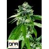 DNA GENETICS - SORBET DREAMS FEM - 3 SEMI