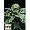 DNA GENETICS - SORBET STASH FEM - 6 SEMI