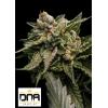 DNA GENETICS - STRAWBERRY SORBET FEM - 6 SEMI