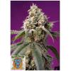 SWEET SEEDS - BRUCE BANNER AUTO - 3+1 SEMI