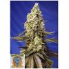SWEET SEEDS - RUNTZ XL AUTO - 3+1 SEEDS
