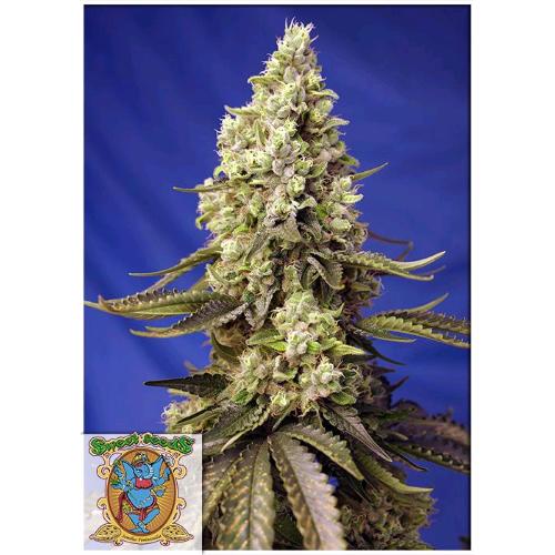 SWEET SEEDS - RUNTZ XL AUTO - BULK 25 SEEDS