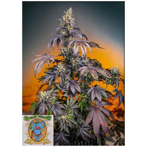 SWEET SEEDS - RED GORILLA XL AUTO - BULK 100 SEEDS