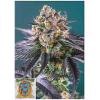 SWEET SEEDS - RED STRAWBERRY BANANA AUTO - 3+1 SEEDS