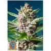 SWEET SEEDS - PURPLE PUNCH OG FEM - 3+1 SEEDS