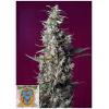 SWEET SEEDS - SWEET CHERRY PIE FEM - 5+2 SEEDS