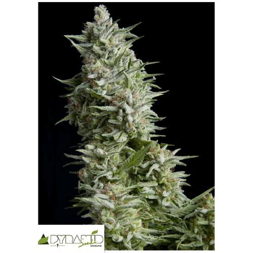 PYRAMID SEEDS - ALPUJARRENA 3 SEEDS