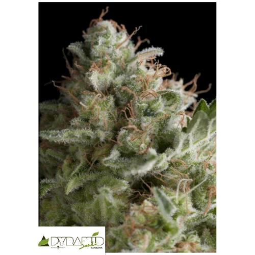 PYRAMID SEEDS - AMERICAN PIE AUTO 50 SEMI