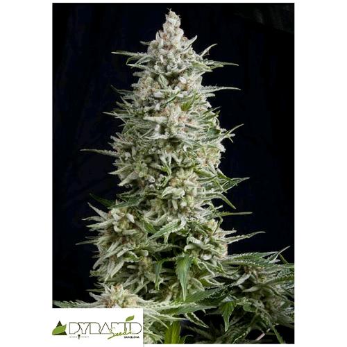 PYRAMID SEEDS - AMNESIA GOLD AUTO 50 SEMI
